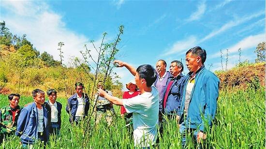 云南林业扶贫：迸发绿色力量 托起增收希望