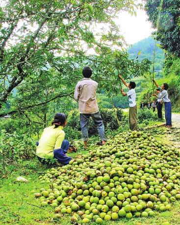 云南林业扶贫：迸发绿色力量 托起增收希望