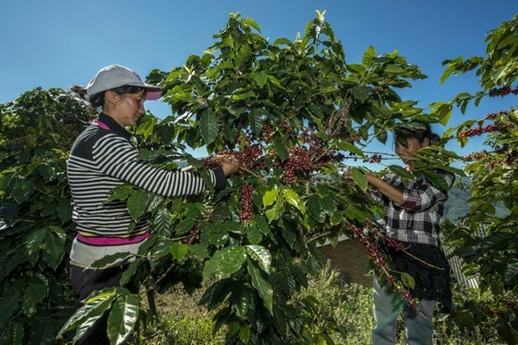 首届普洱（国际）精品咖啡博览会将于月底在云南普洱举办