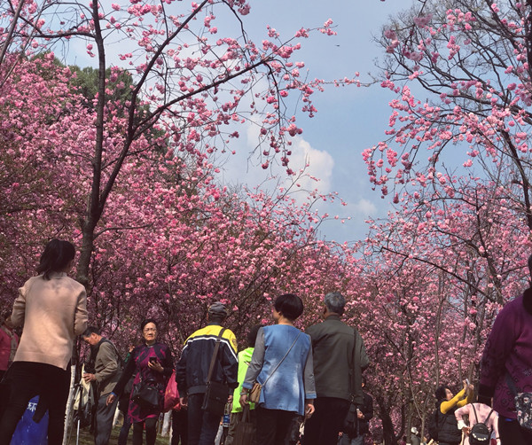 又是一年樱花节 昆明圆通山游人如织赏樱踏春