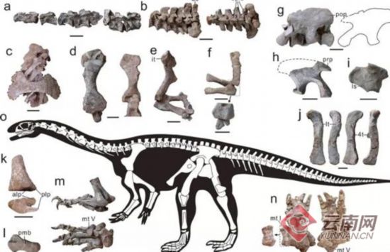 禄丰发现恐龙新属种 取名程氏星宿龙 演化过程非一般复杂