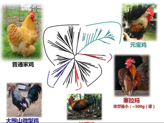 昆明动物所家鸡矮小化研究取得系列进展