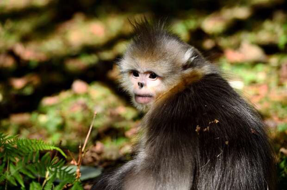 云南将在全国范围内首次对滇金丝猴种群进行动态监测